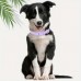 Royal forest Anti-flea collars for pets Ultimate Comfort Dog Collar - Durable, Waterproof, Rust-Resistant, Easy Clean, Adjustable Fit for Small to Large Breeds
