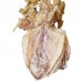 Okshark Dried seafood shredded squid dried squid dried seafood dried seafood grilled squid 580g