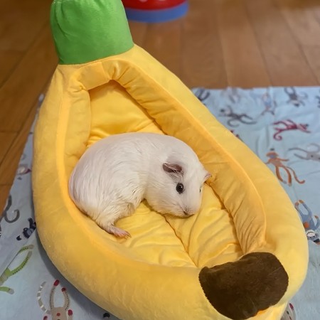Snowcat Pet cushions Cozy Banana-Shaped Pet Bed for Small to Medium Dogs & Cats - Plush, Removable & Washable - Non-Slip Bottom, All-Season Comfort
